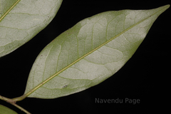 Miliusa nilagirica